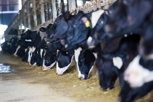 Nhiệt độ chuồng nuôi bò sữa có lắp pin năng lượng mặt trời trên mái luôn thấp hơn 4 - 5 độ C so với chuồng không lắp.