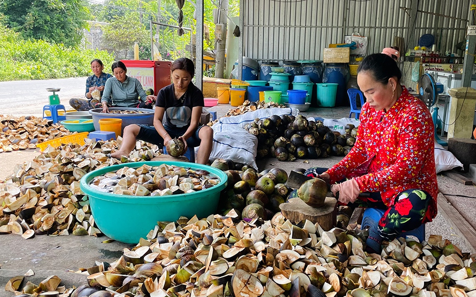 &quot;Tổ phụ nữ mua bán trái thốt nốt&quot; hỗ trợ phụ nữ Khmer phát triển kinh tế