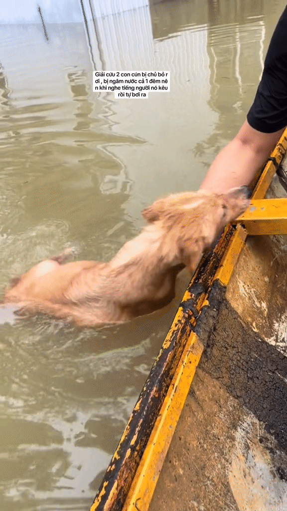 3 triệu người xem clip giải cứu 2 chú cún đang lạnh cóng trong mưa lụt ở Huế, cái kết khiến netizen vỡ òa- Ảnh 2.