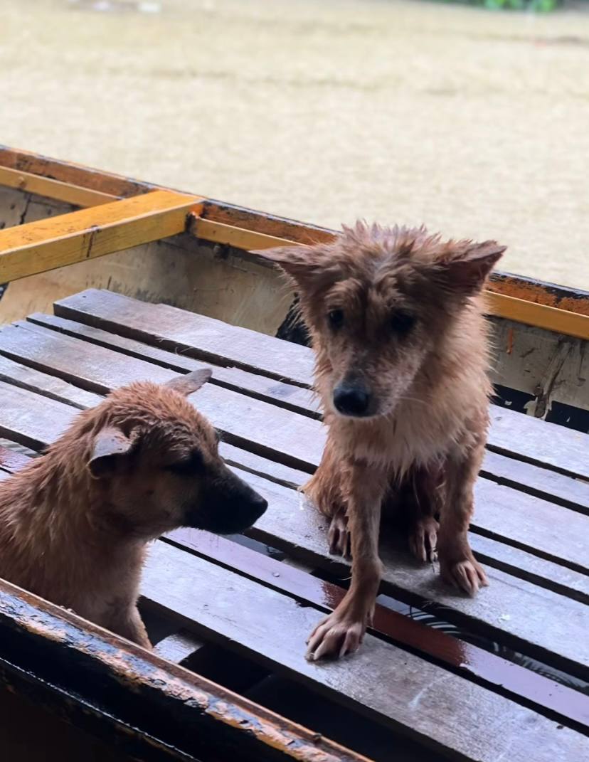 3 triệu người xem clip giải cứu 2 chú cún đang lạnh cóng trong mưa lụt ở Huế, cái kết khiến netizen vỡ òa- Ảnh 6.