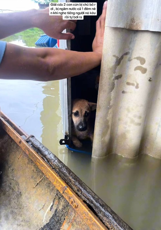 3 triệu người xem clip giải cứu 2 chú cún đang lạnh cóng trong mưa lụt ở Huế, cái kết khiến netizen vỡ òa- Ảnh 7.