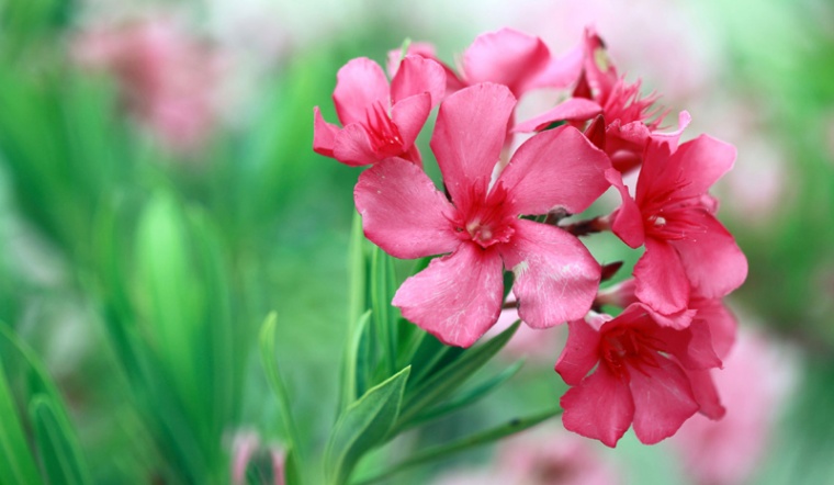 10 loại hoa có thể gây nguy hiểm cho cả người và vật nuôi nếu trồng có thể bạn chưa biết - Ảnh 4.