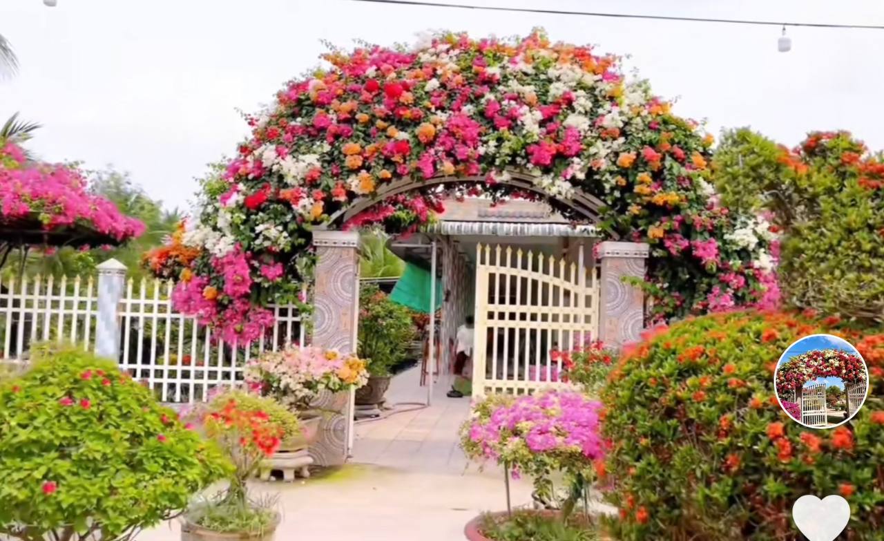 Cổng nhà rực rỡ sắc màu khiến người đi qua mê mẩn, học chủ nhà bí kíp cho hoa nở đúng Tết- Ảnh 3.