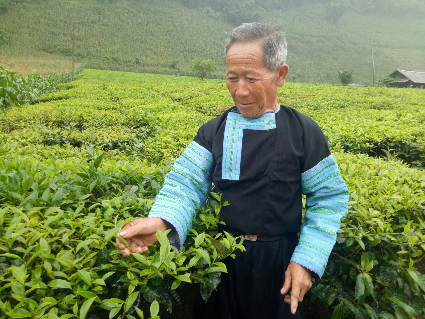 Chuyển đổi cơ cấu cây trồng góp phần đẩy lùi cây thuốc phiện ở Vân Hồ- Ảnh 1.