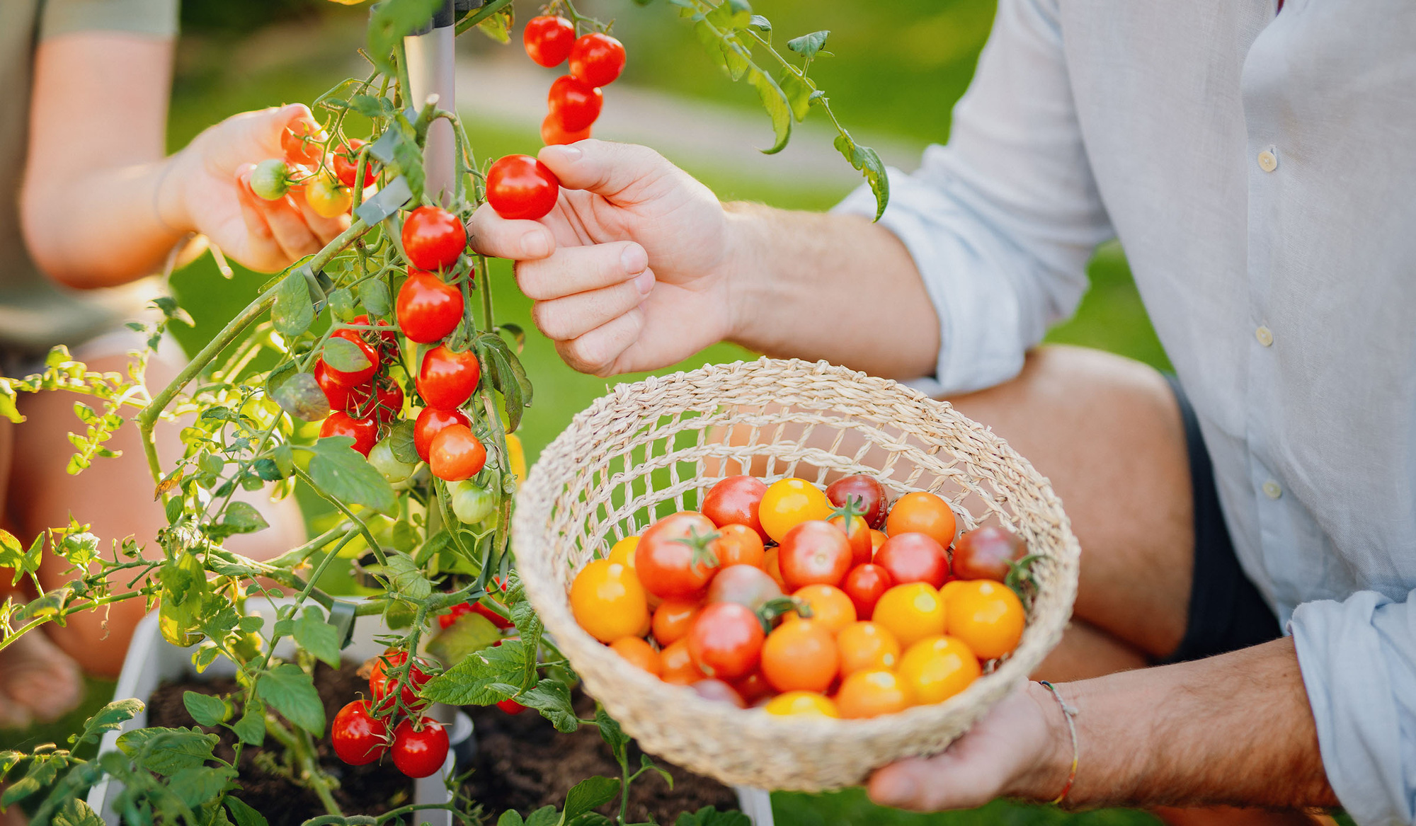 Những sai lầm phổ biến khi trồng cà chua khiến năng suất không được như mong muốn - Ảnh 1.