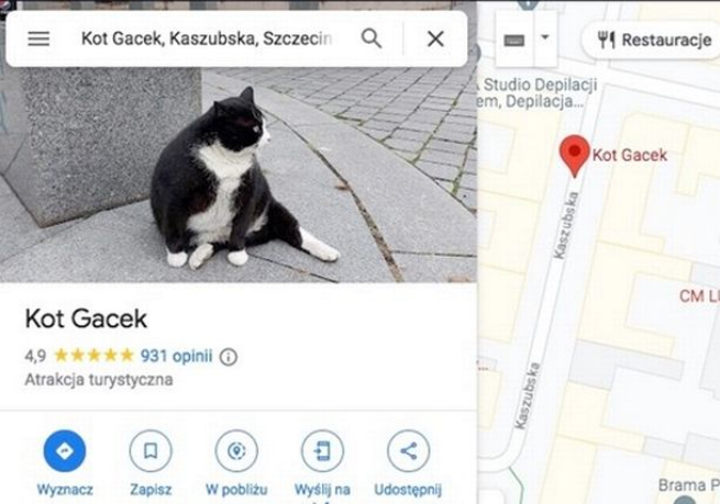 Chỉ ăn rồi lăn ra ngủ, chú mèo béo kéo cả ngàn du khách về cho thành phố, xếp hạng 5 sao trên Google - Ảnh 4.