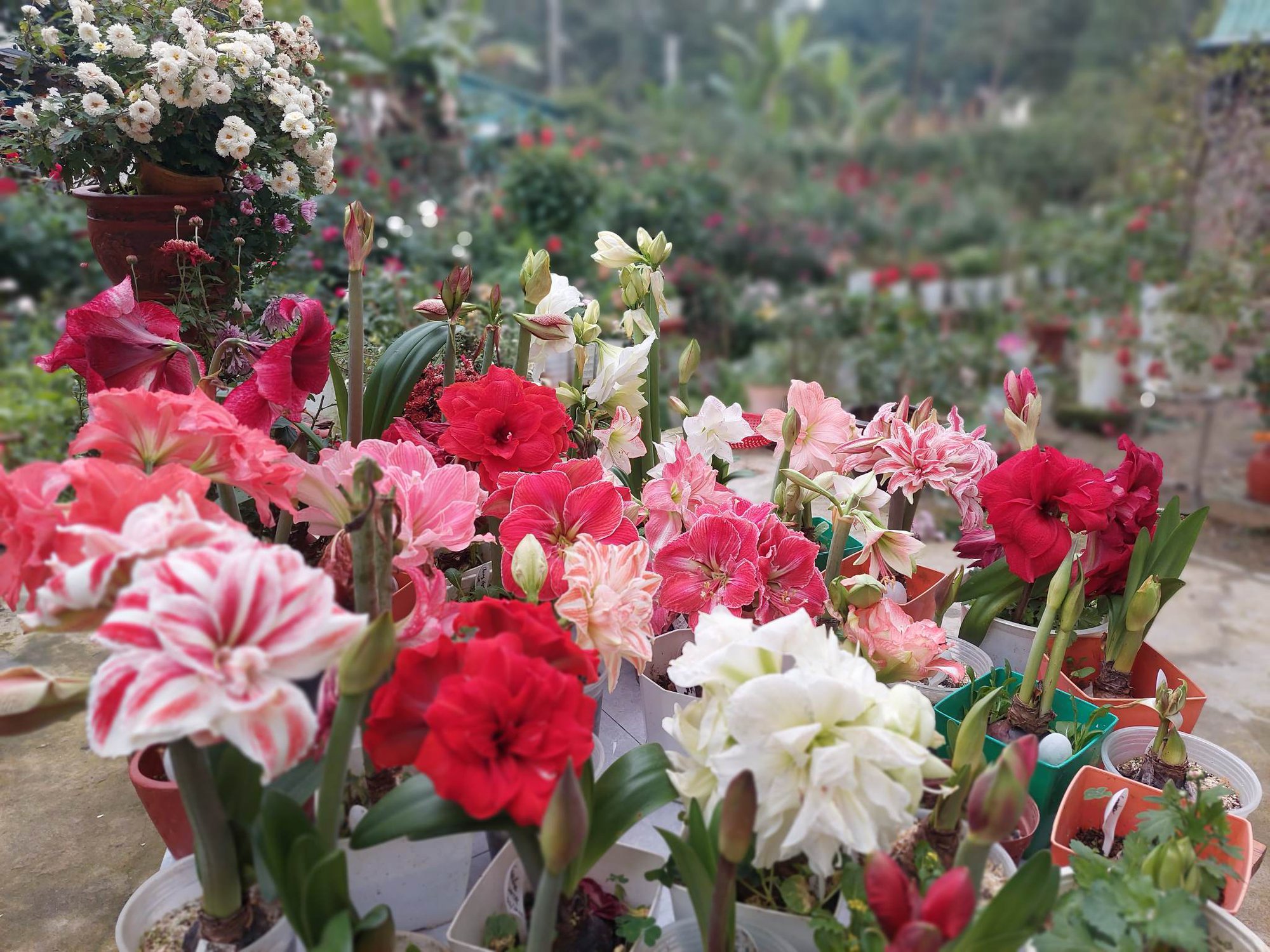 Khu vườn hơn 50 loài hoa đua nhau khoe sắc, rau quả tốt tươi ở Yên Bái  - Ảnh 5.