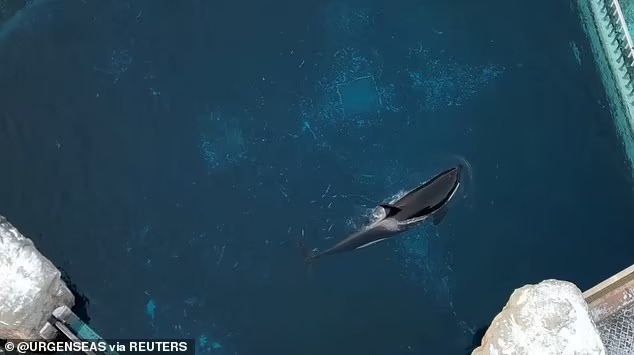 &quot;Cá voi sát thủ cô đơn nhất thế giới&quot; qua đời: Hơn 1 thập kỷ bị cô lập, từng có video quay cảnh đập đầu vào tường gây xót xa - Ảnh 1.