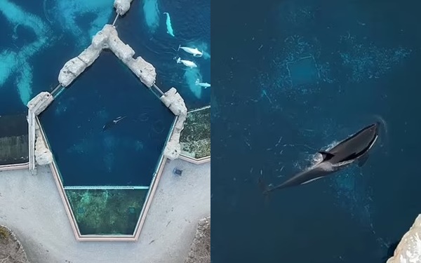 &quot;Cá voi sát thủ cô đơn nhất thế giới&quot; qua đời: Hơn 1 thập kỷ bị cô lập