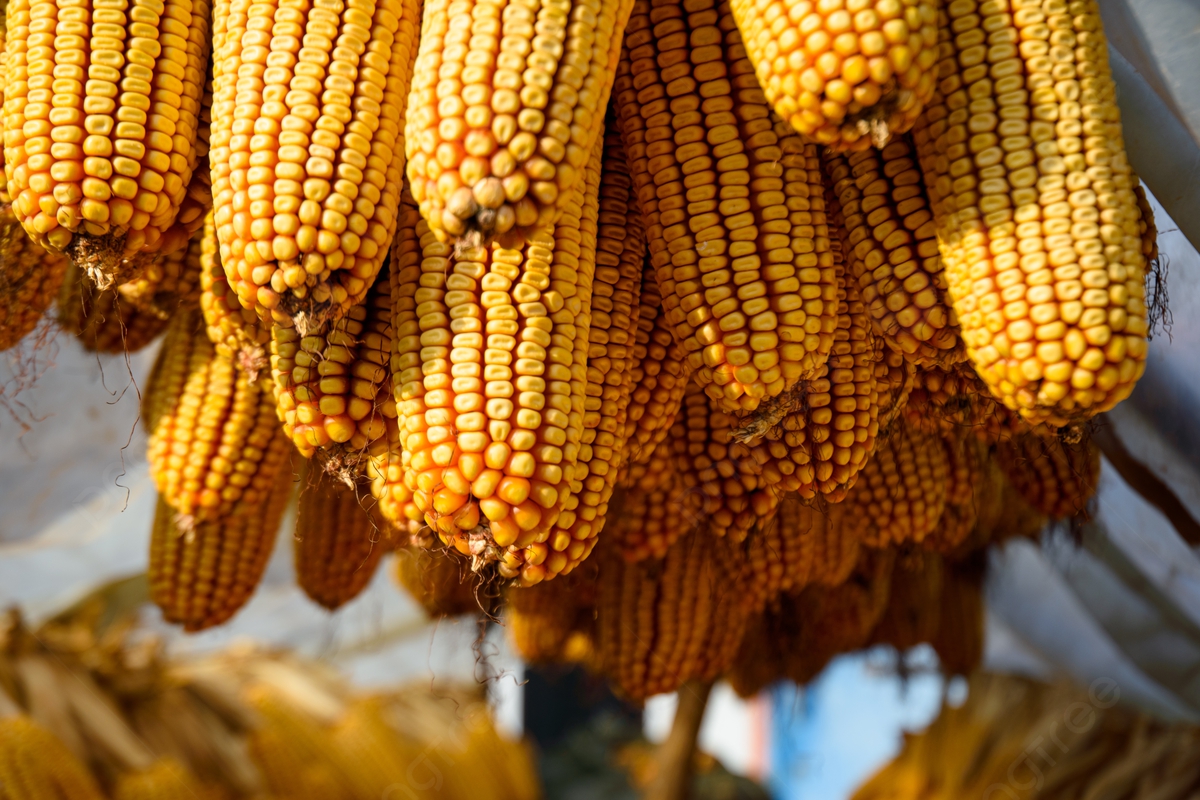 pngtree-photograph-of-corn-drying-after-the-autumn-harvest-picture-image_1555013.jpg