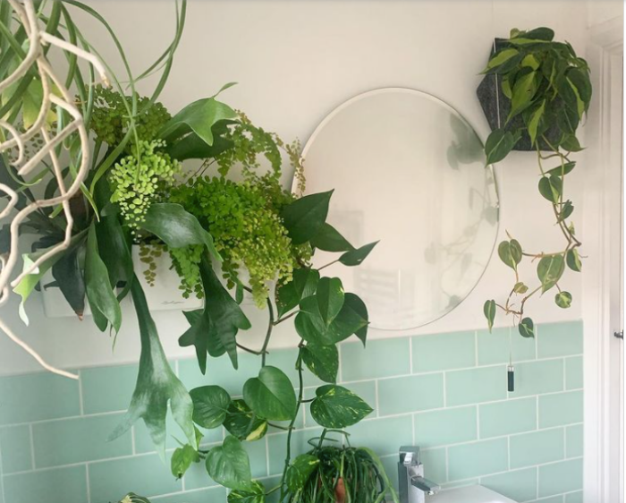 Ý tưởng độc đáo tạo vườn treo xanh tươi đẹp mắt cho phòng tắm nhỏ - Ảnh 1.