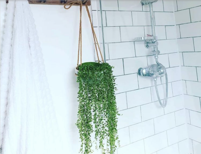 Ý tưởng độc đáo tạo vườn treo xanh tươi đẹp mắt cho phòng tắm nhỏ - Ảnh 5.
