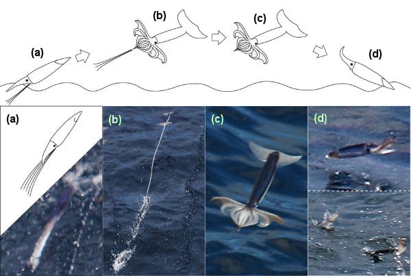 Khả năng kỳ diệu của loài mực, chúng không chỉ bơi dưới biển mà còn có thể bay trên không trung - Ảnh 5.