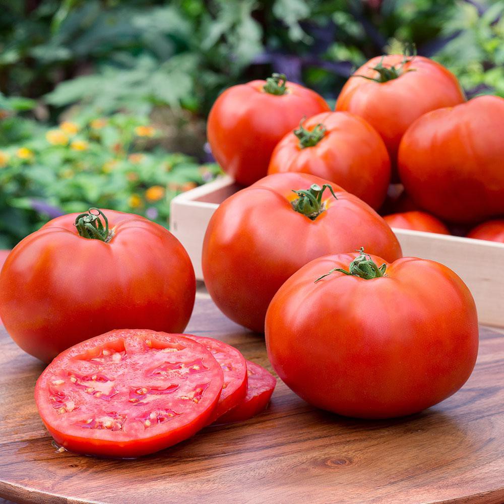 Hướng dẫn cách trồng cà chua lớn nhanh như thổi, thu hoạch mỏi tay trong mùa hè - Ảnh 7.