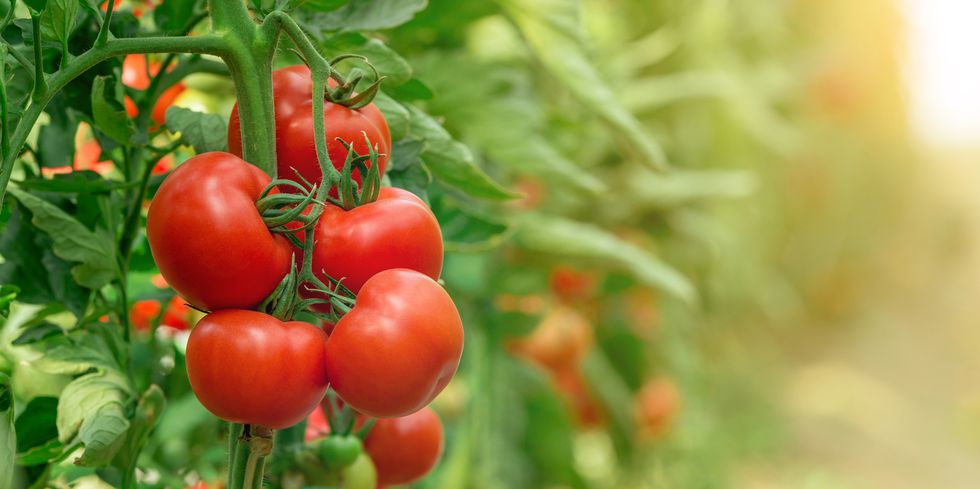 Hướng dẫn cách trồng cà chua lớn nhanh như thổi, thu hoạch mỏi tay trong mùa hè - Ảnh 1.