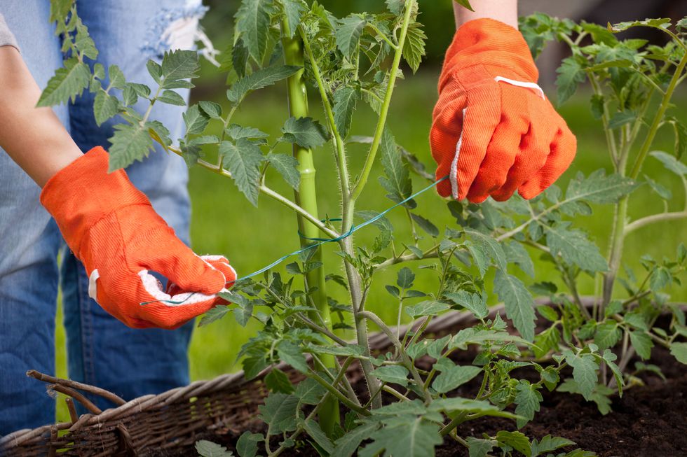 Hướng dẫn cách trồng cà chua lớn nhanh như thổi, thu hoạch mỏi tay trong mùa hè - Ảnh 5.