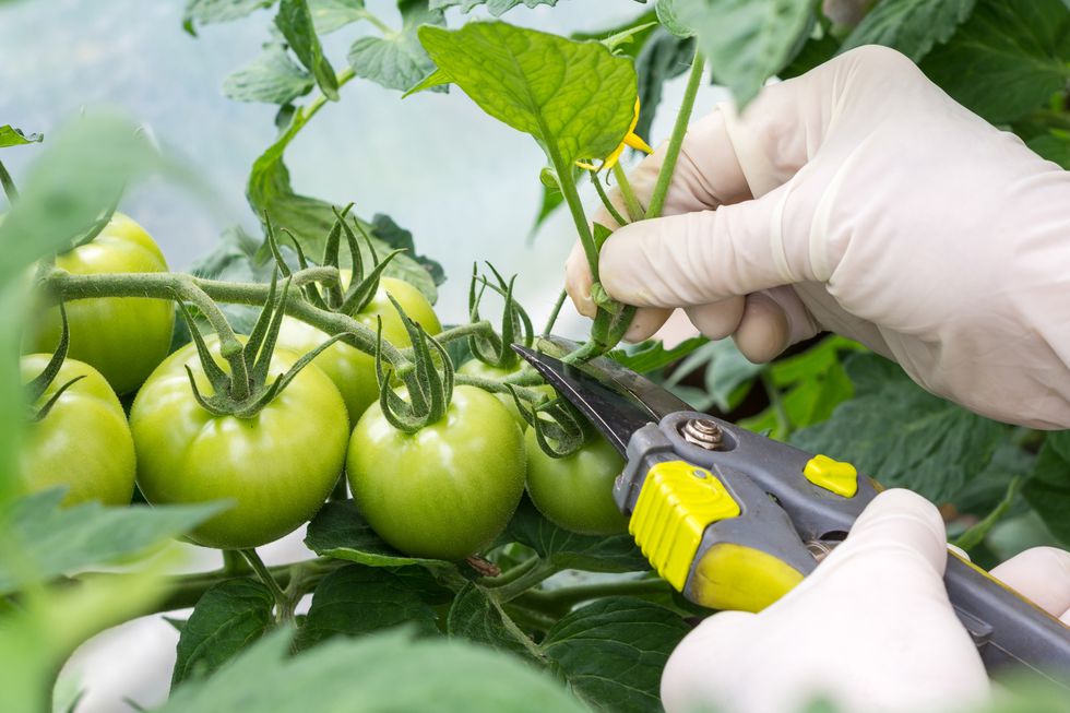 Hướng dẫn cách trồng cà chua lớn nhanh như thổi, thu hoạch mỏi tay trong mùa hè - Ảnh 6.
