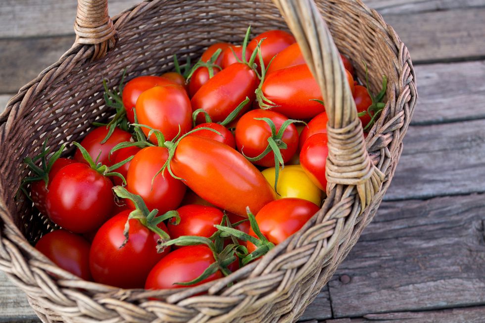 Hướng dẫn cách trồng cà chua lớn nhanh như thổi, thu hoạch mỏi tay trong mùa hè - Ảnh 8.