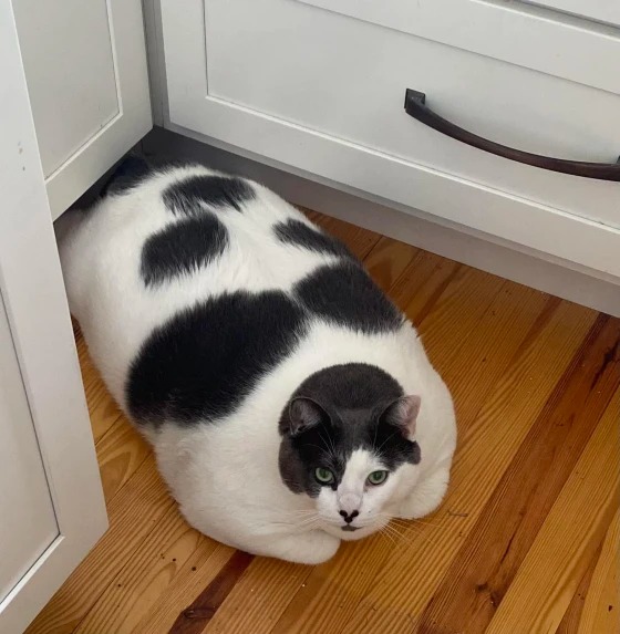 Bé mèo khổng lồ nặng gần 20kg: Khiến người ta yêu luôn từ cái nhìn đầu tiên, nguyện rước về để luyện ăn kiêng giảm cân &quot;sang chảnh&quot; - Ảnh 1.