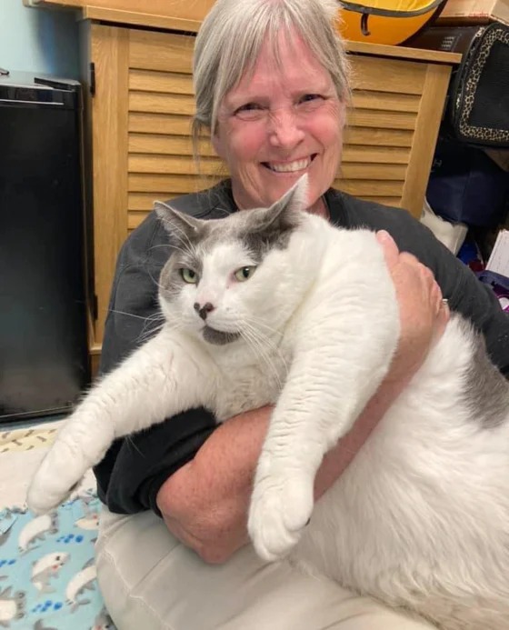 Bé mèo khổng lồ nặng gần 20kg: Khiến người ta yêu luôn từ cái nhìn đầu tiên, nguyện rước về để luyện ăn kiêng giảm cân &quot;sang chảnh&quot; - Ảnh 2.