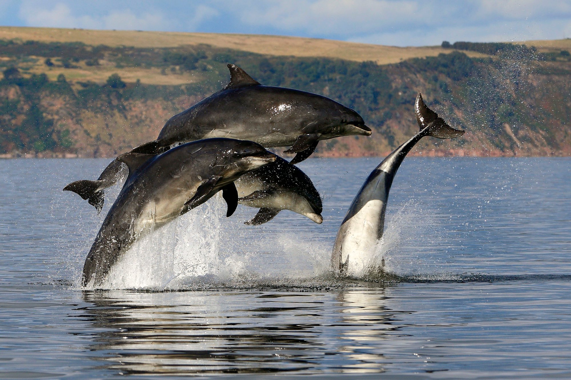 Nước biển mặn và không thể uống trực tiếp, cá heo bổ sung nước bằng ...