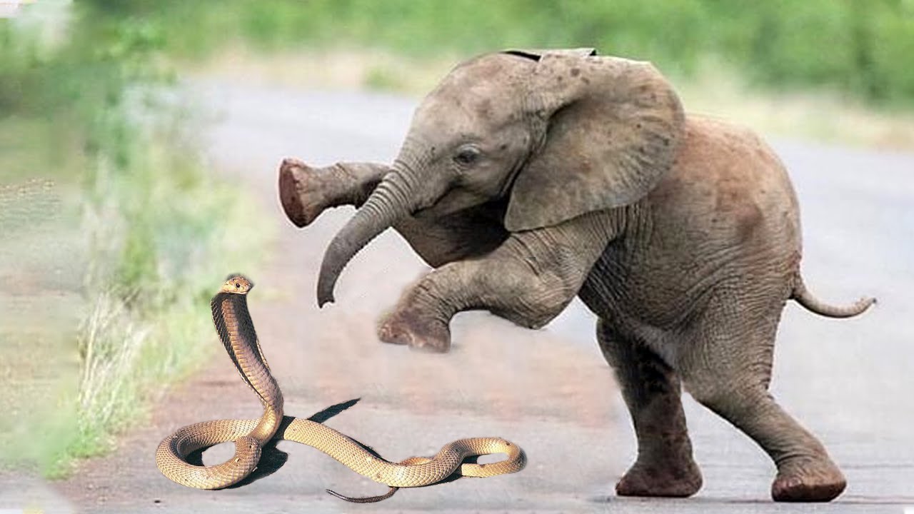 Liệu rắn hổ mang chúa có thể cắn chết được voi châu Phi? » Báo Phụ ...