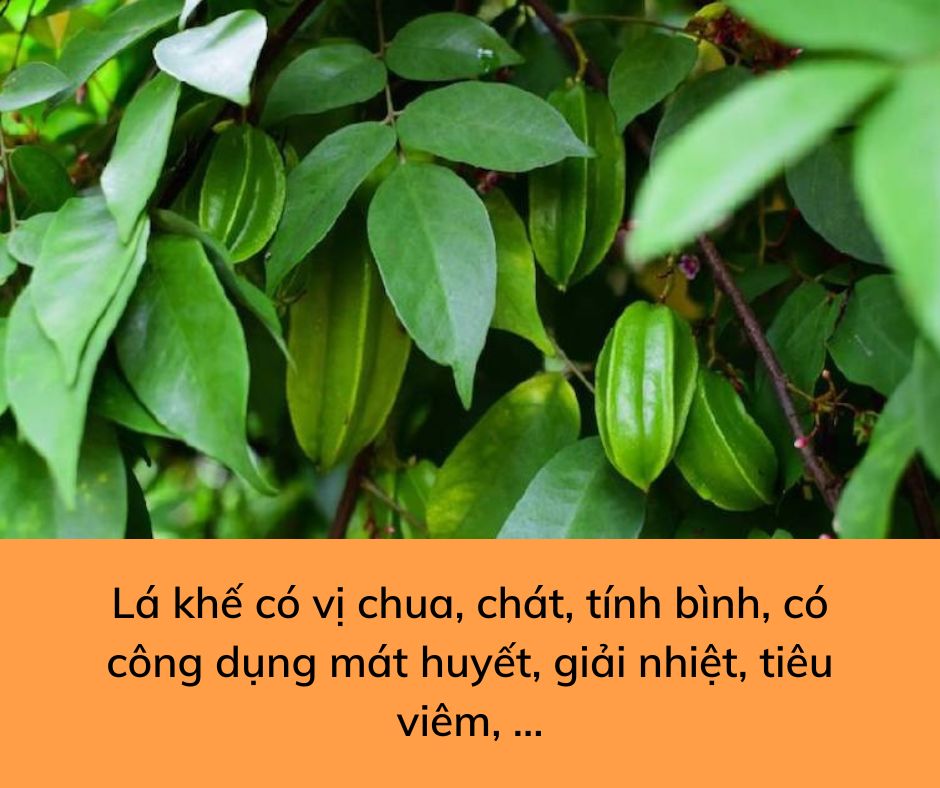 Lợi ích sức khoẻ và các bài thuốc từ quả, lá và hoa của cây khế » Báo Phụ  Nữ Việt Nam