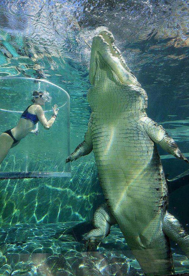 Nếu cá sấu và cá mập trắng lớn gặp nhau, loài nào sẽ sống xót cuối cùng? - Ảnh 3.