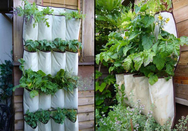 4 mô hình trồng rau tại nhà bạn có thể dễ dàng áp dụng - Ảnh 5.