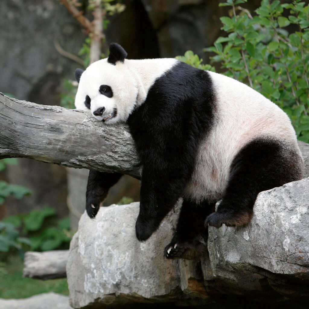 Gấu trúc khổng lồ có vẻ ngoài rất dễ thương, tại sao người xưa không thuần hóa làm thú cưng?