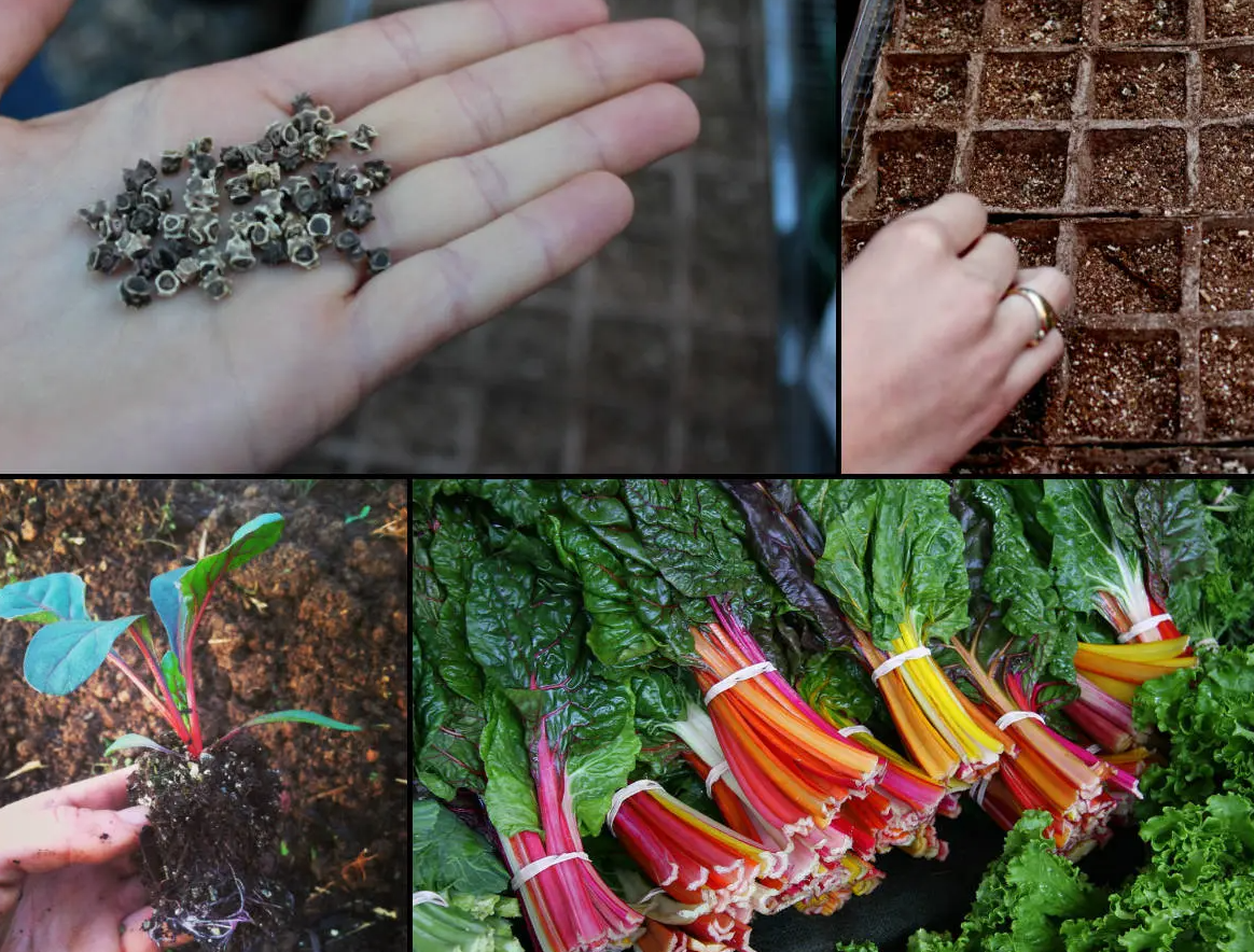 6 loại rau củ rất thích hợp để trồng trong vườn nhà - Ảnh 2.