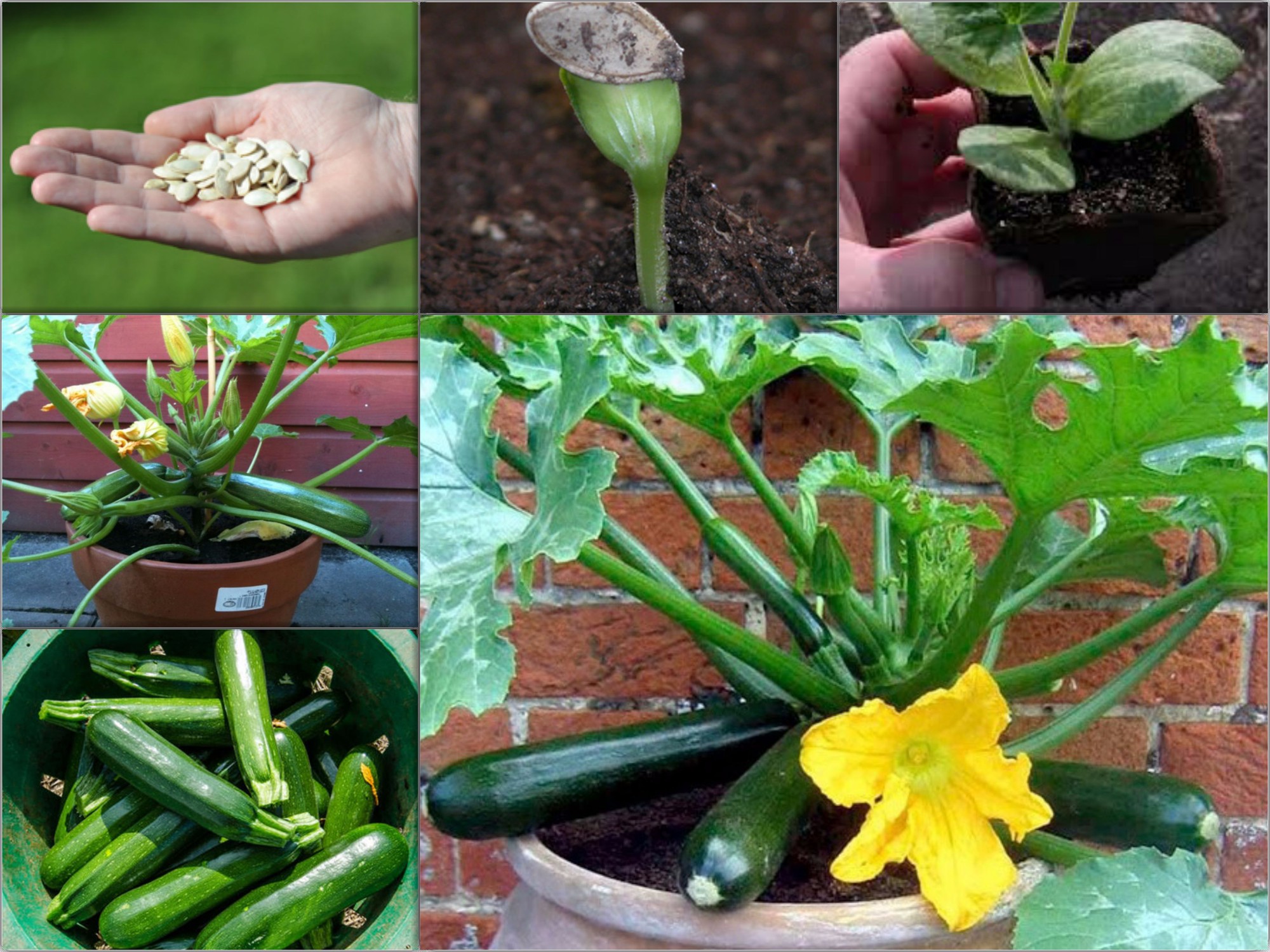 6 loại rau củ rất thích hợp để trồng trong vườn nhà - Ảnh 7.