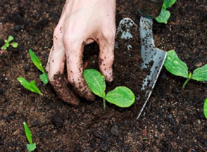 7 cách đơn giản để khắc phục vườn rau chậm lớn của bạn  - Ảnh 4.