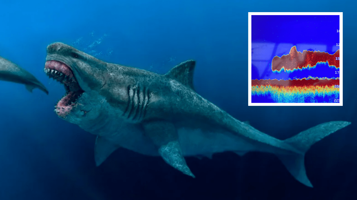 Cơn ác mộng nào truất ngôi vương siêu cá mập lớn nhất trái đất Megalodon?