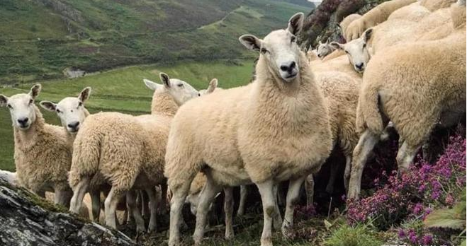 Năm 2005, 1.500 con cừu bất ngờ lao xuống vách đá tự sát tập thể, chuyên gia chỉ ra sai lầm đáng tiếc - Ảnh 4.