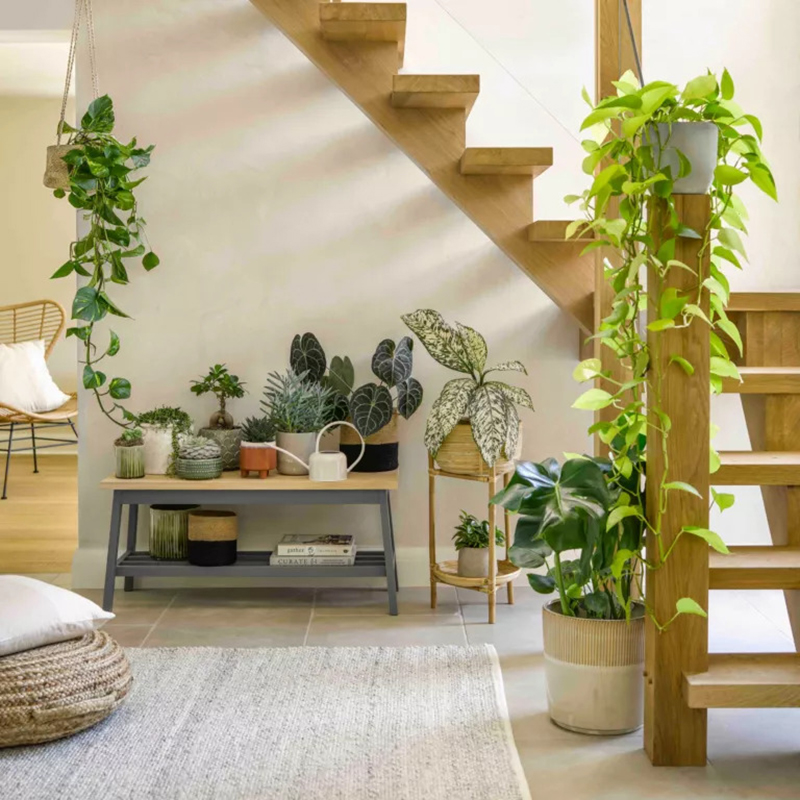 Cải thiện không gian phòng khách trong lành, tươi mát với những ý tưởng trồng cây xanh  - Ảnh 2.