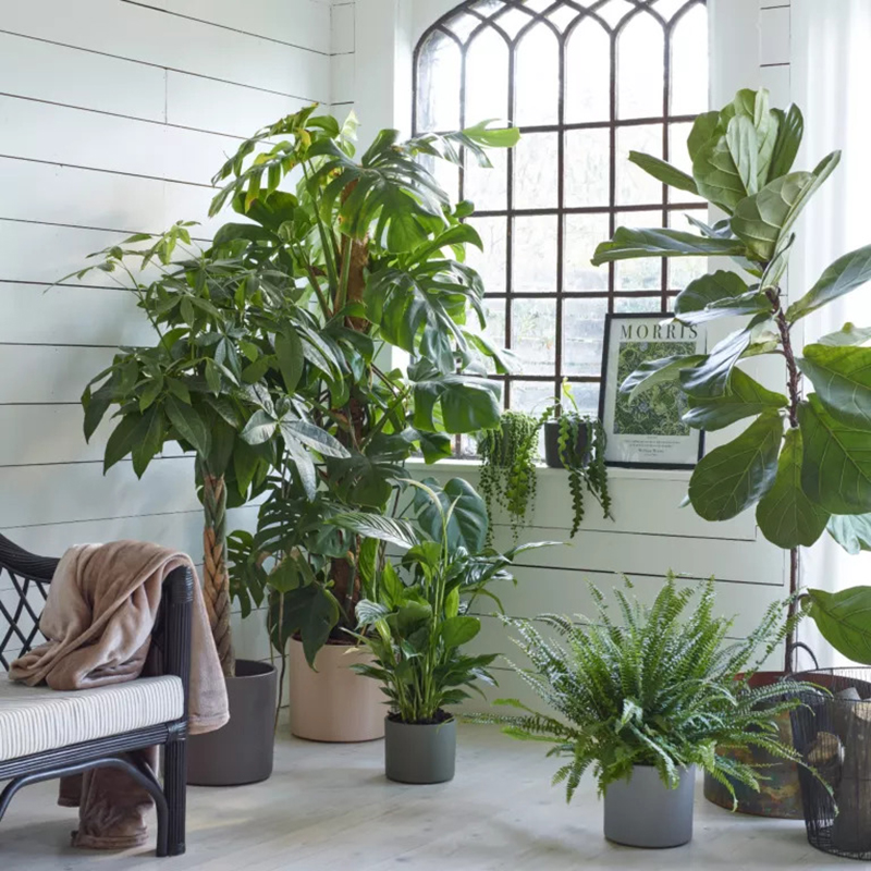 Cải thiện không gian phòng khách trong lành, tươi mát với những ý tưởng trồng cây xanh  - Ảnh 6.