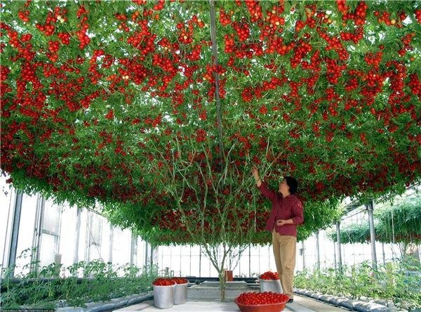 Chuyện lạ có thật ở Nhật Bản: Cây cà chua siêu &quot;mắn&quot; cho ra 12.000 trái, hái mỏi tay không hết - Ảnh 3.