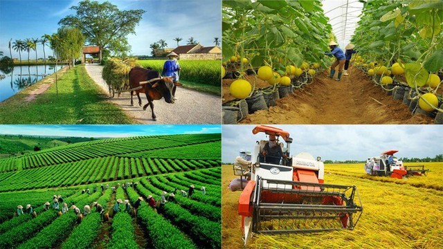 9 nhóm giải pháp để 60% trở lên hợp tác xã nông nghiệp hoạt động tốt, khá năm 2025 - Ảnh 1.