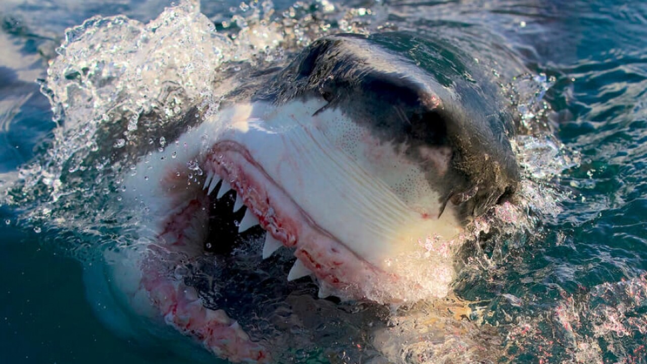 Giới khoa học cảnh báo về hiện tượng cá mập “nghiện ma túy” - Ảnh 2.