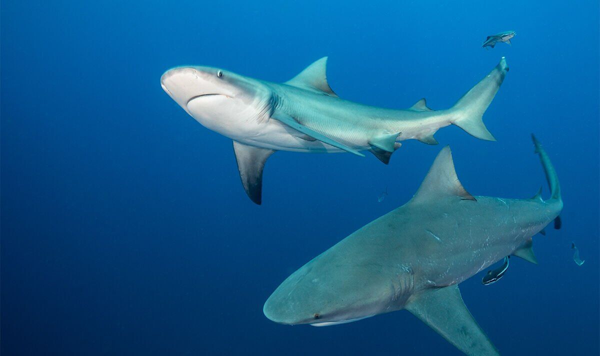 Giới khoa học cảnh báo về hiện tượng cá mập “nghiện ma túy” - Ảnh 3.