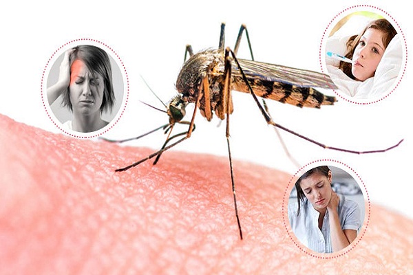 Các triệu chứng của sốt xuất huyết Dengue so với sốt Chikungunya khác nhau như thế nào? - Ảnh 1.
