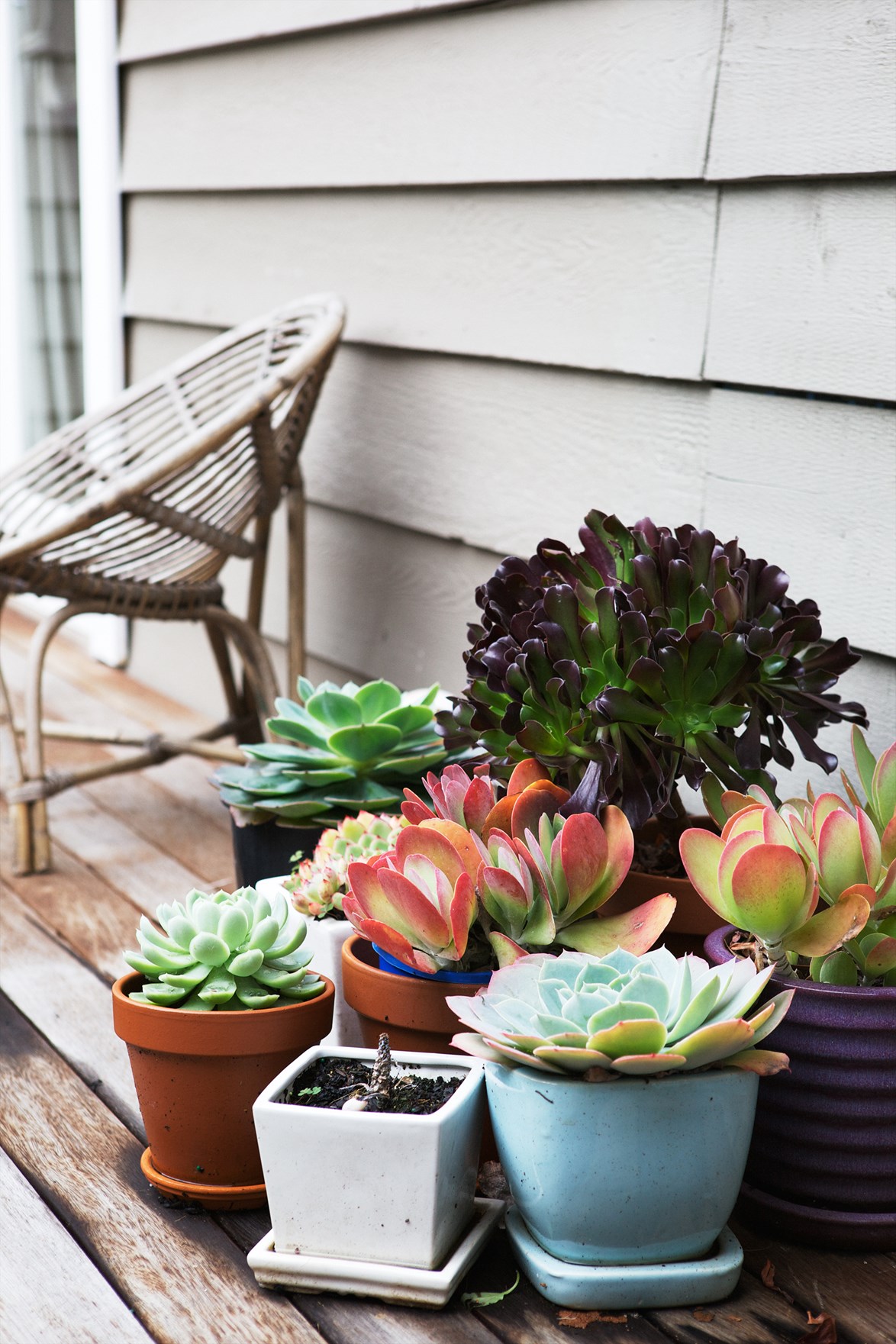 6 ý tưởng giúp khu vườn nhỏ trong nhà bạn luôn là tâm điểm chú ý - Ảnh 4.