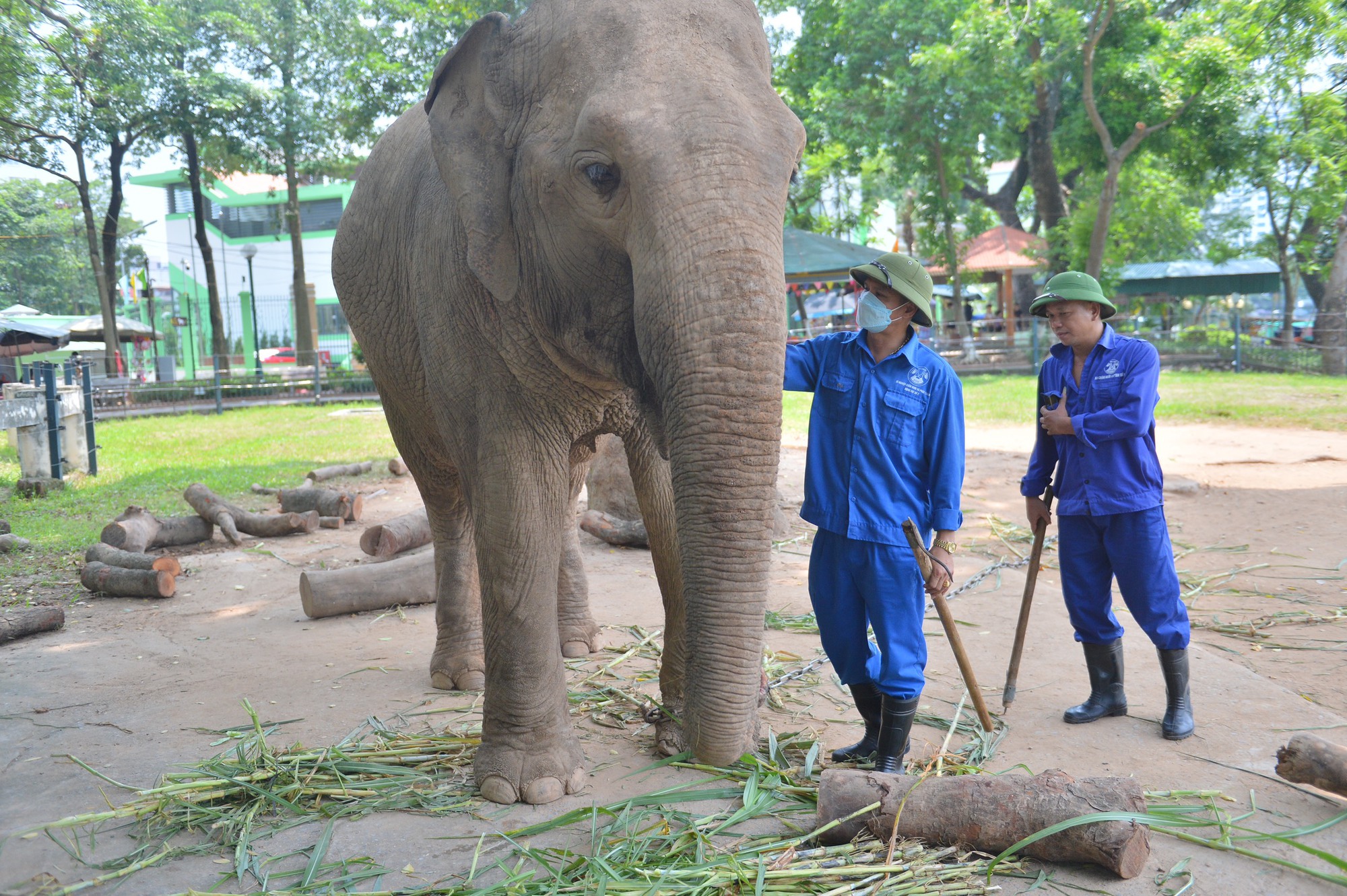 Hai con voi bị xích chân sẽ được thả tự do sau khi hàng rào điện được sửa xong - Ảnh 6.