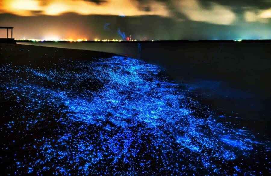 Bí ẩn về hiện tượng biển sao của Maldives! - Ảnh 3.