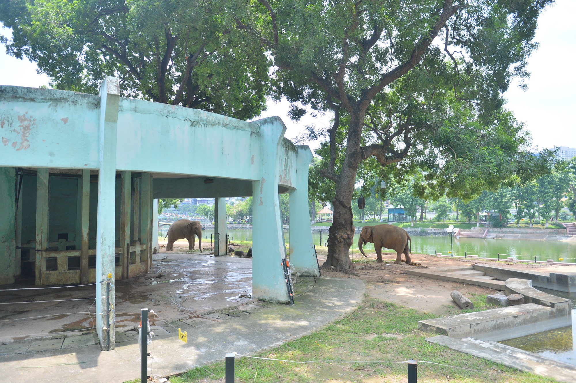 Hai con voi bị xích chân sẽ được thả tự do sau khi hàng rào điện được sửa xong - Ảnh 2.