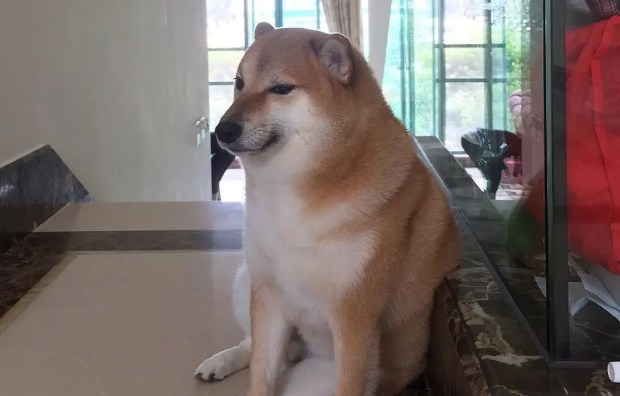 Chú chó Shiba nổi tiếng được chế meme nhiều nhất mạng xã hội qua đời ở tuổi 12 - Ảnh 1.
