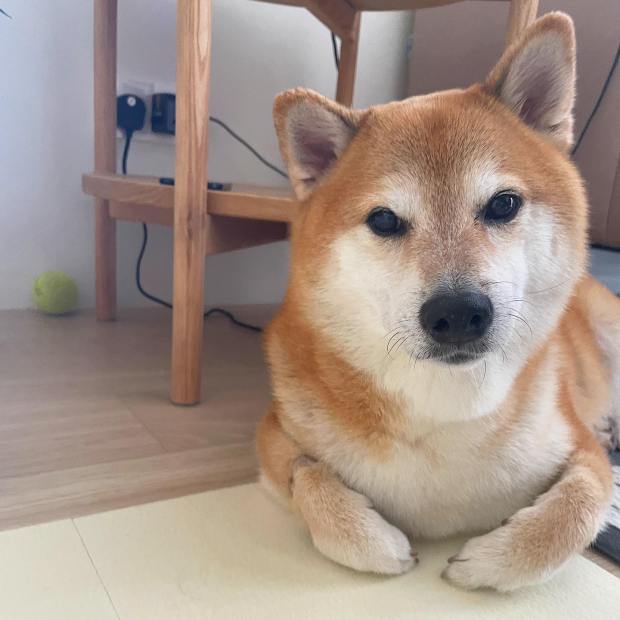 Chú chó Shiba nổi tiếng được chế meme nhiều nhất mạng xã hội qua đời ở tuổi 12 - Ảnh 3.