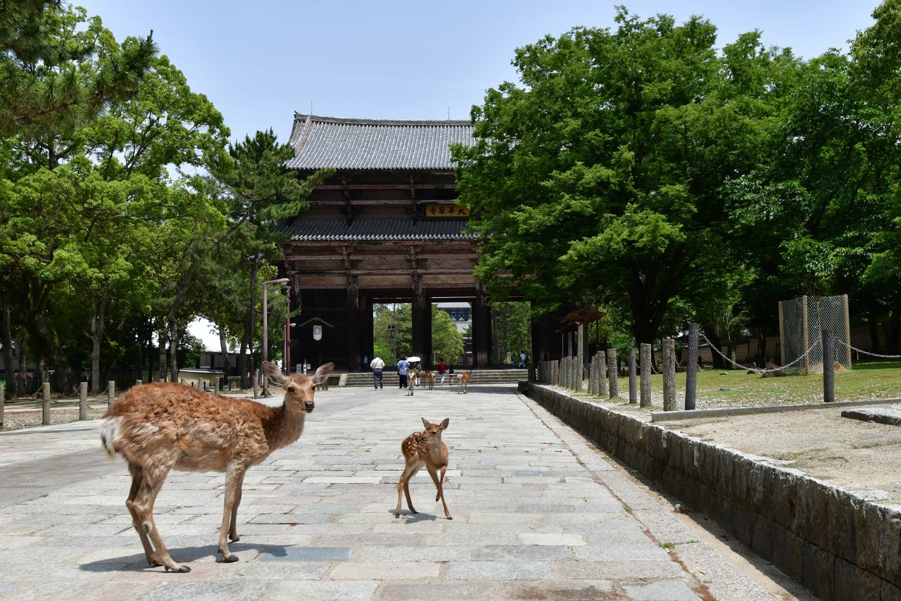 Chùa Tōdaiji: Nơi lưu giữ lịch sử và văn hóa Nhật Bản - Ảnh 15.