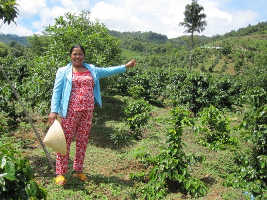 Nhiều phụ nữ dân tộc thiểu số thoát nghèo nhờ được vay vốn trồng sâm dây - Ảnh 3.